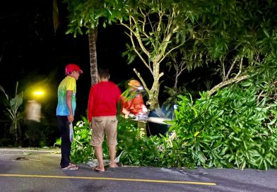 Pohon Tumbang Akibat Angin Kencang, BPBD Anambas Lakukan Evakuasi Cepat